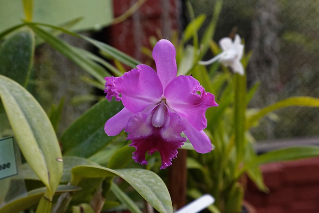 Kandy-Botanical garden-080